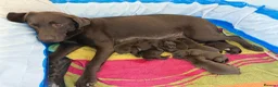 Labrador Retriever dogs for sale: Chocolate Labrador puppies - Advert 14