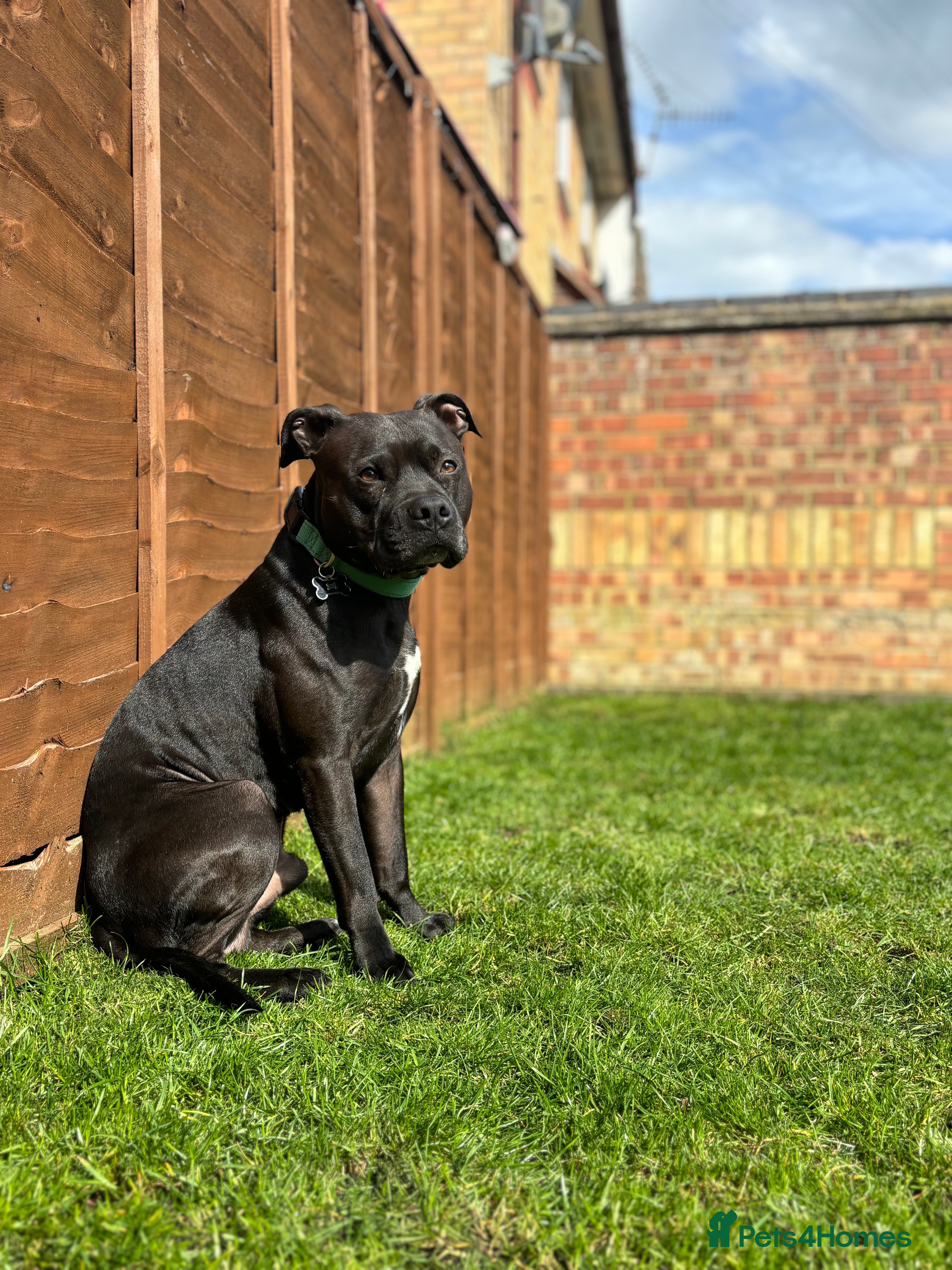 Staffordshire Bull Terrier dogs Staffordshire bull terrier for stud (Proven) in Peterborough - Advert 1