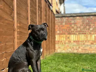 Staffordshire Bull Terrier dogs Staffordshire bull terrier for stud (Proven) in Peterborough - Advert 1