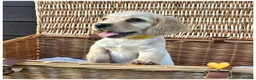Cocker Spaniel dogs for sale: Pure Breed Cocker Spaniel Puppies For Sale - Advert 13