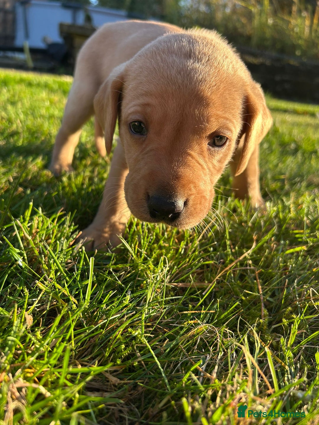 Labrador Retriever dogs for sale: Fox Red Labrador Puppies for Sale - Advert 11