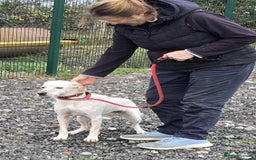 Mixed Breed dogs for adoption: JONNY - Image 3