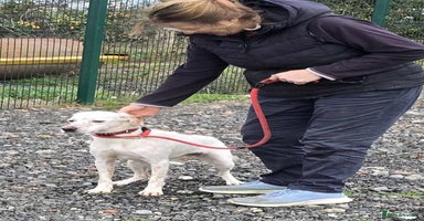 Mixed Breed dogs JONNY - Advert 14