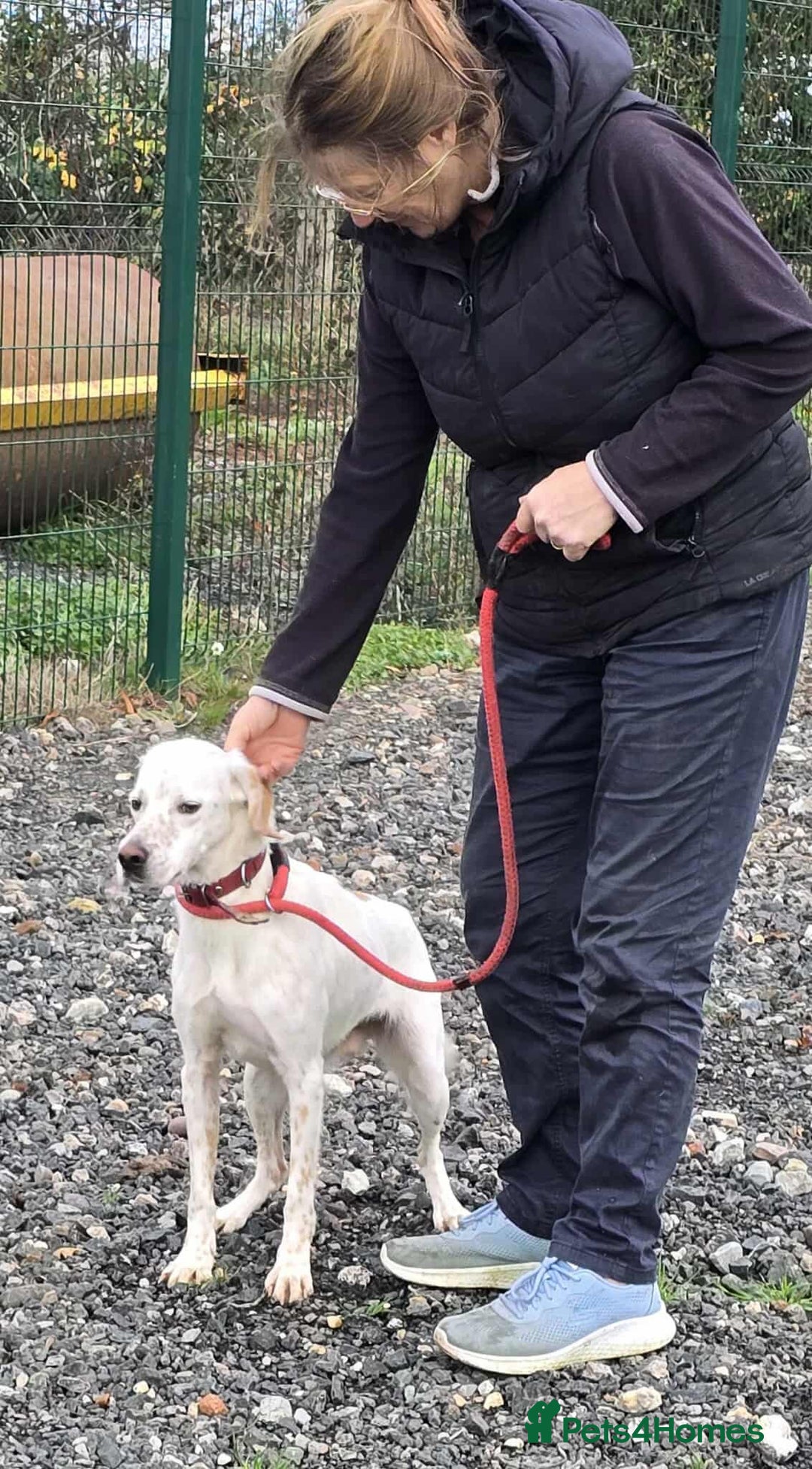 Mixed Breed dogs for adoption: JONNY - Image 3