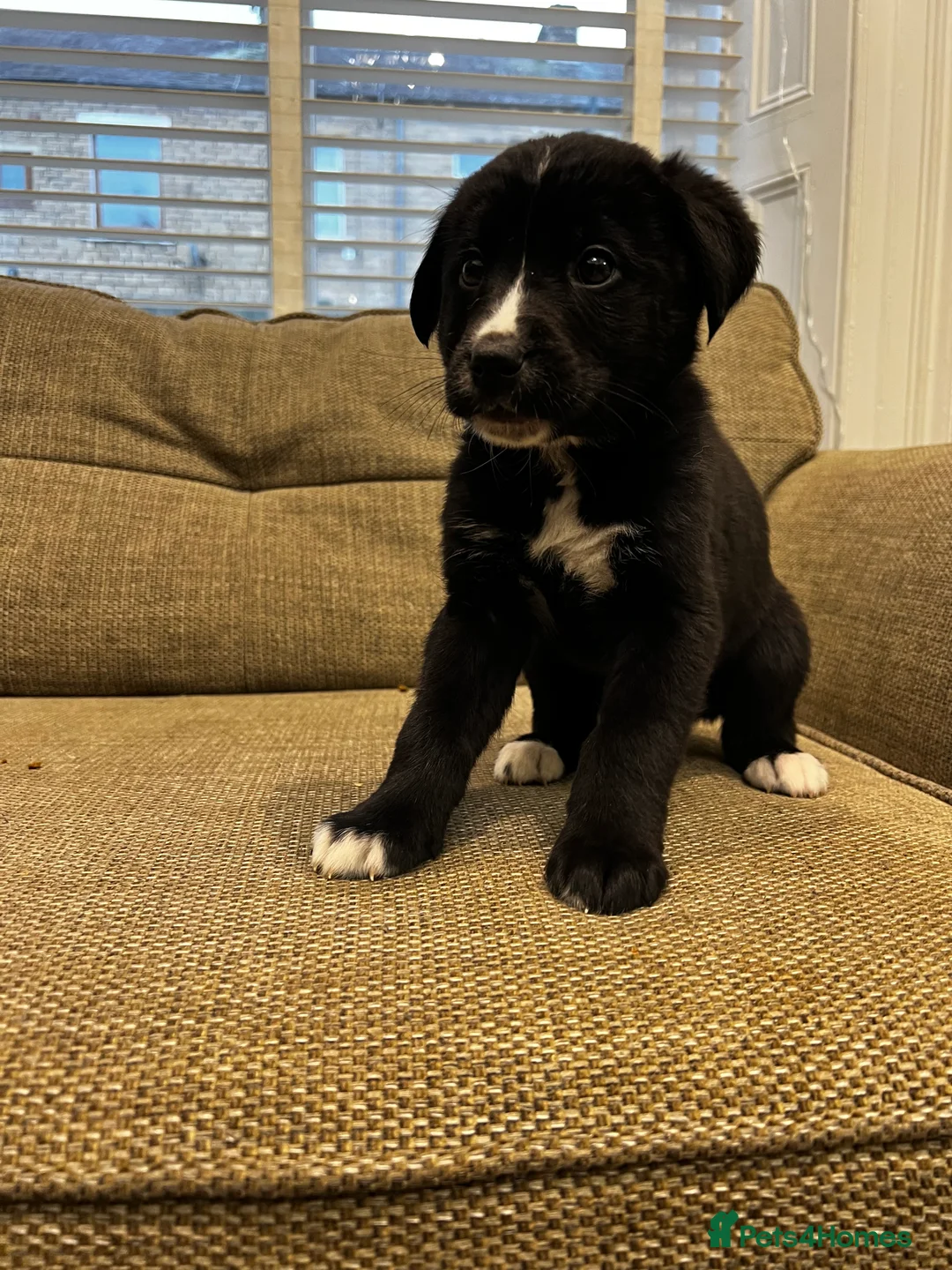 Mixed Breed dogs for sale: Bernese X Huskydor Pups - Advert 34