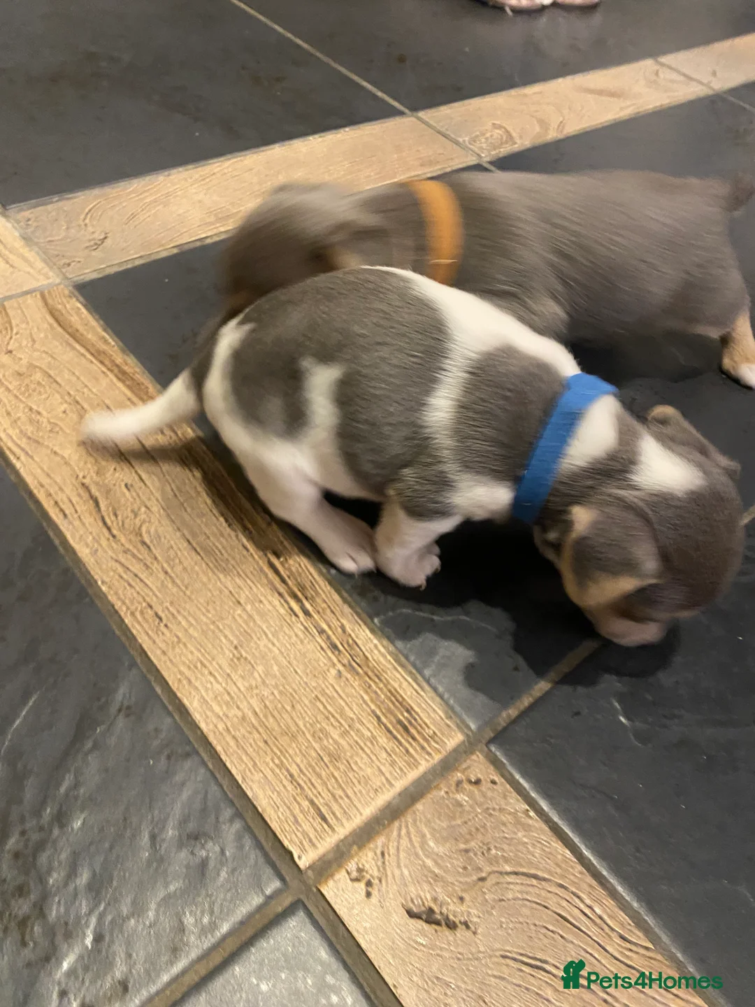 Jack Russell dogs for sale: Stunning small type jack Russell. Pups - Advert 11