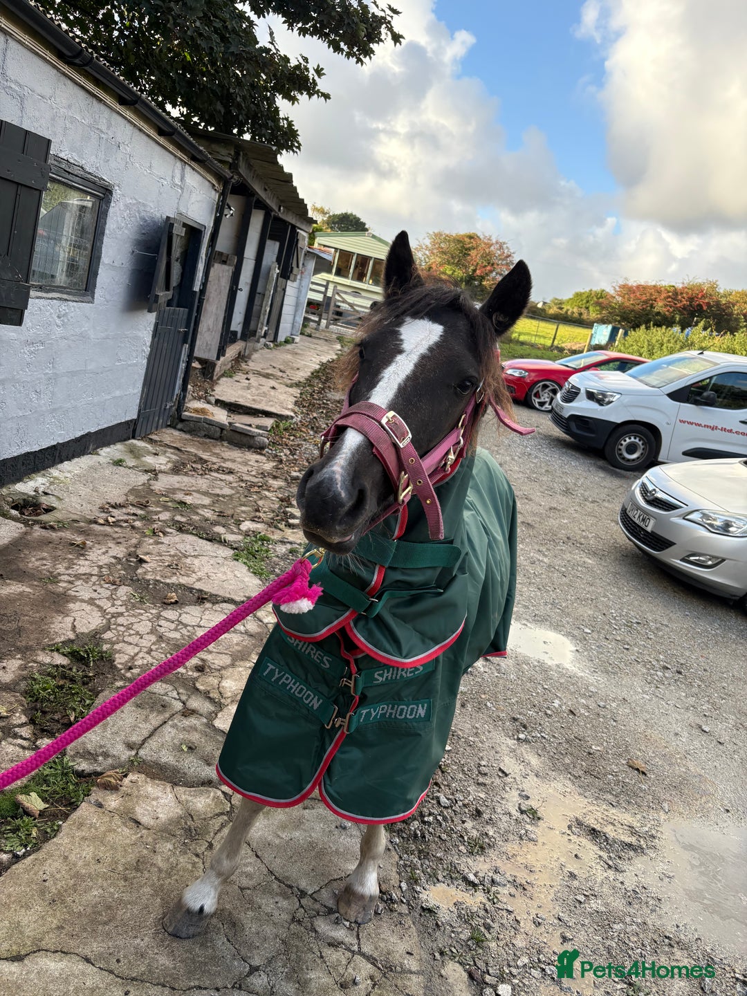 Dartmoor horses for sale: Rising 2 year old mare for sale  - Advert 6