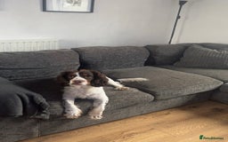 Sprocker dogs for stud: Sprocker spaniel for stud - Image 2