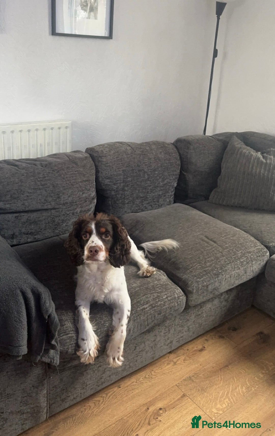 Sprocker dogs for stud: Sprocker spaniel for stud - Image 2