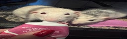 Rat rodents for sale: 2 adult rats for rehoming — experienced owners - Advert 1