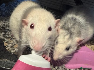 Rat rodents 2 adult rats for rehoming — experienced owners - Advert 1