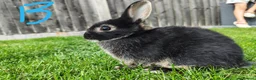Netherland Dwarf rabbits for sale: Netherland dwarf  - Advert 4