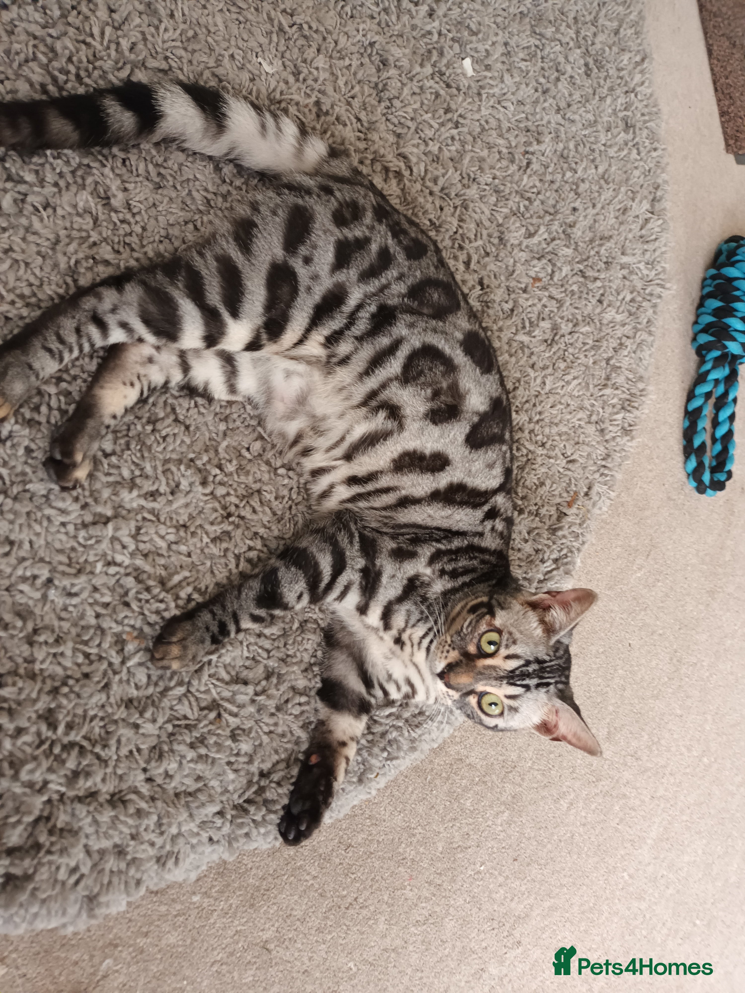 Bengal cats Hugs and Chen - Advert 3