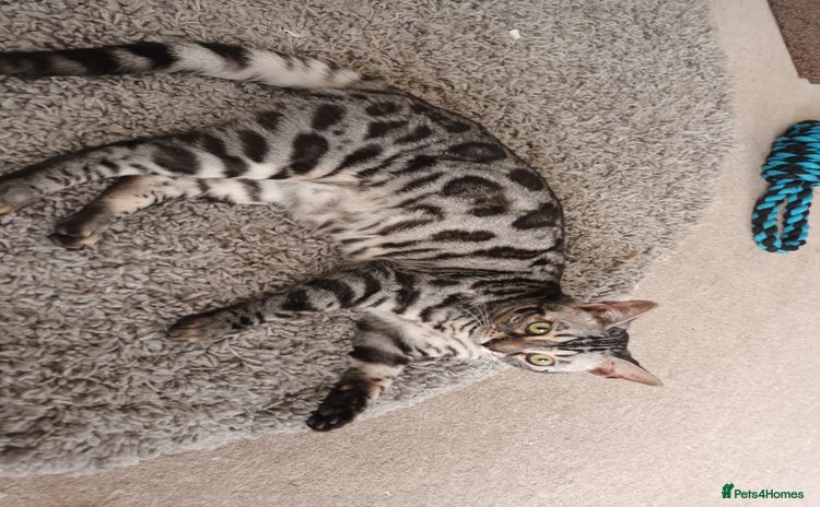 Bengal cats - Advert 1