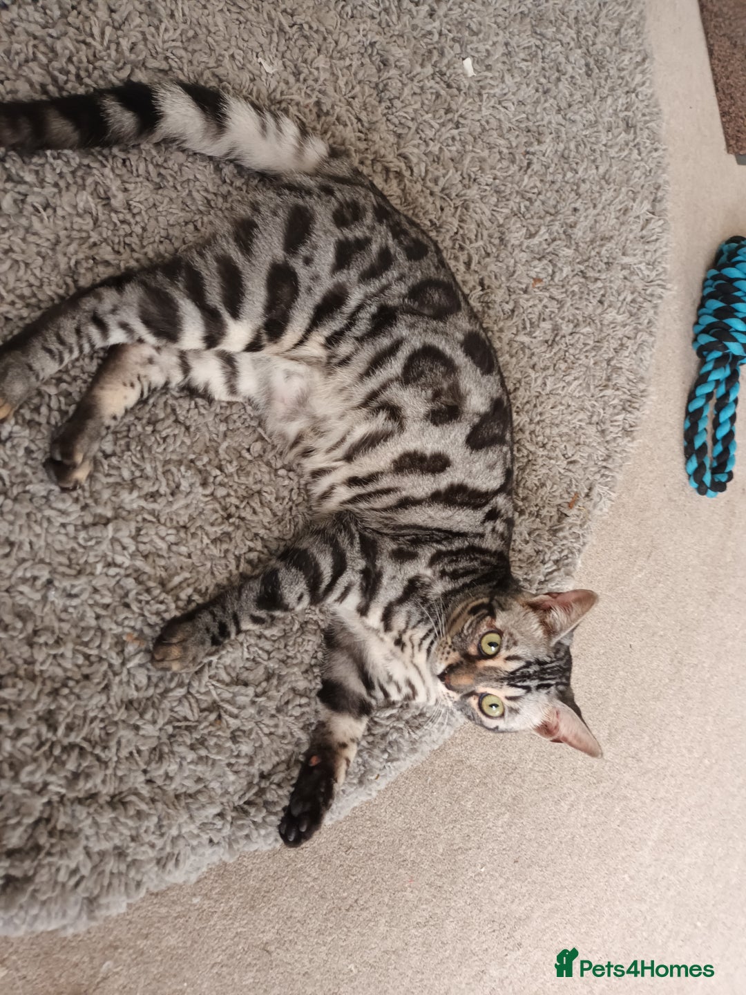 Bengal cats for sale: Hugs and Chen - Image 1