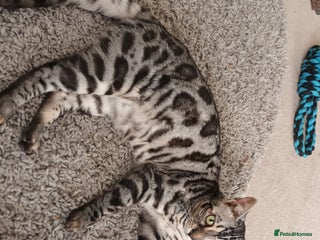 Bengal cats - Advert 18