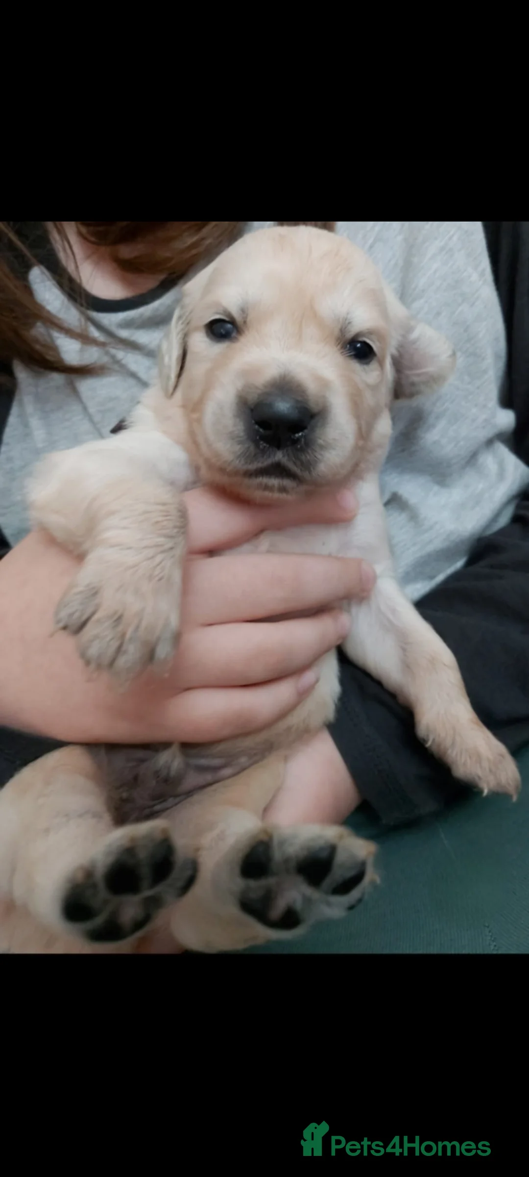 Golden Retriever dogs for sale: Golden retriever pups for sale  - Advert 6