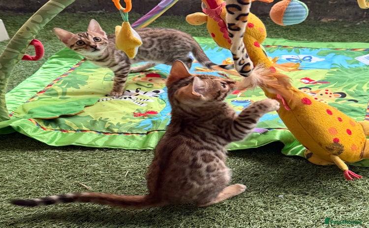 Bengal cats - Advert 4