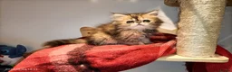 Persian cats for sale: Persian kittens  in Stoke-on-Trent - Advert 5