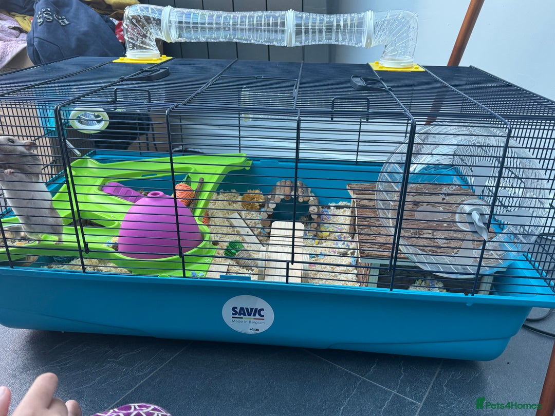 Hamster rodents for sale: Syrian Hamster with cage - Image 4
