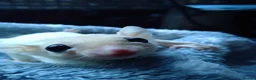 Sugar Glider rodents for sale: Adorable sugar gliders  - Advert 18
