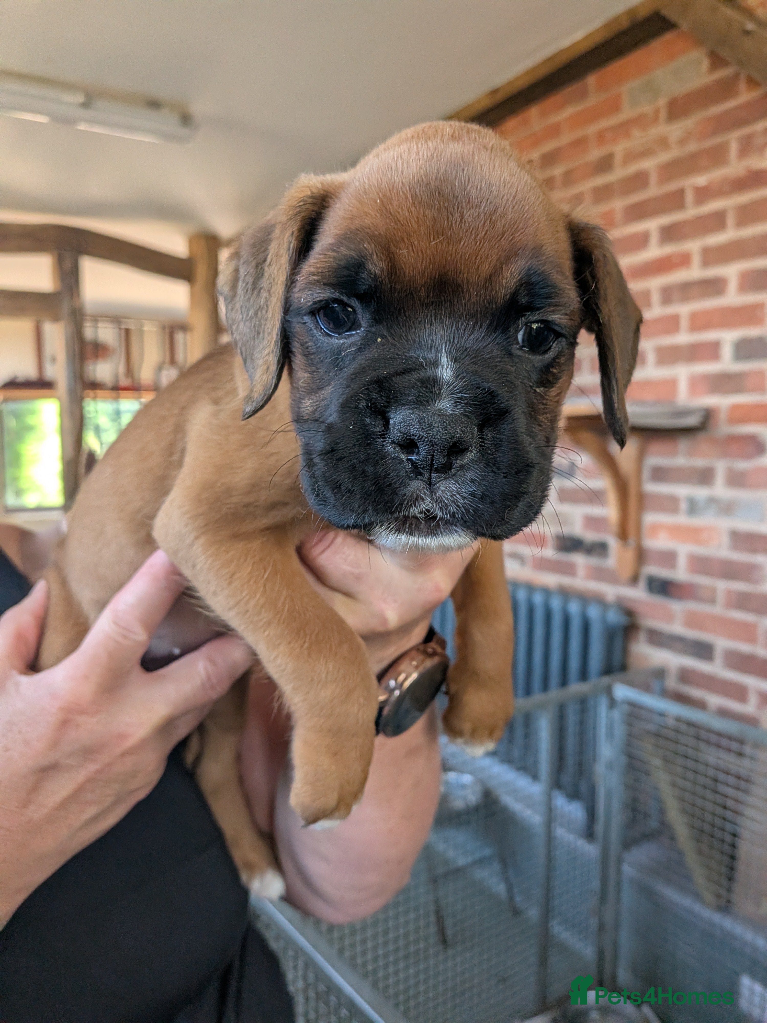 Boxer dogs Red KC registered boxer puppies  - Advert 2