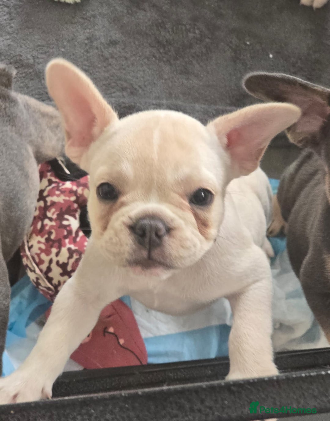 French Bulldog dogs for sale:  French bulldogs looking for their forever home in Lincoln - Image 19