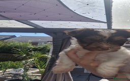 Yorkshire Terrier dogs for sale: Beautifull mini Biewer yorkshire terriers🐾🦮🐶 - Image 1