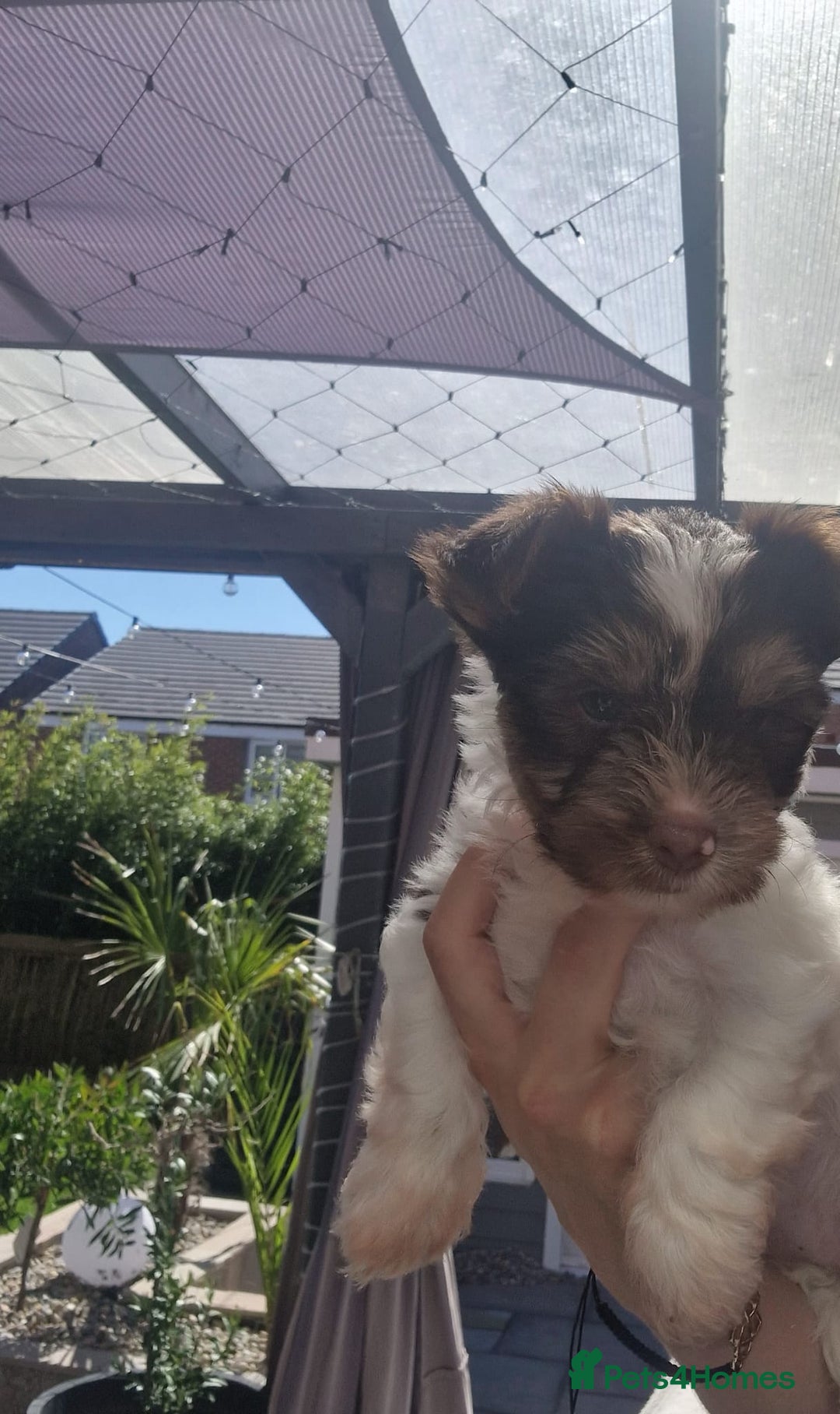 Yorkshire Terrier dogs for sale: Beautifull mini Biewer yorkshire terriers🐾🦮🐶 - Image 1