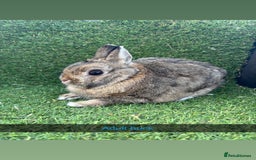 Netherland Dwarf rabbits for sale: Pure Netherland dwarfs  - Image 7
