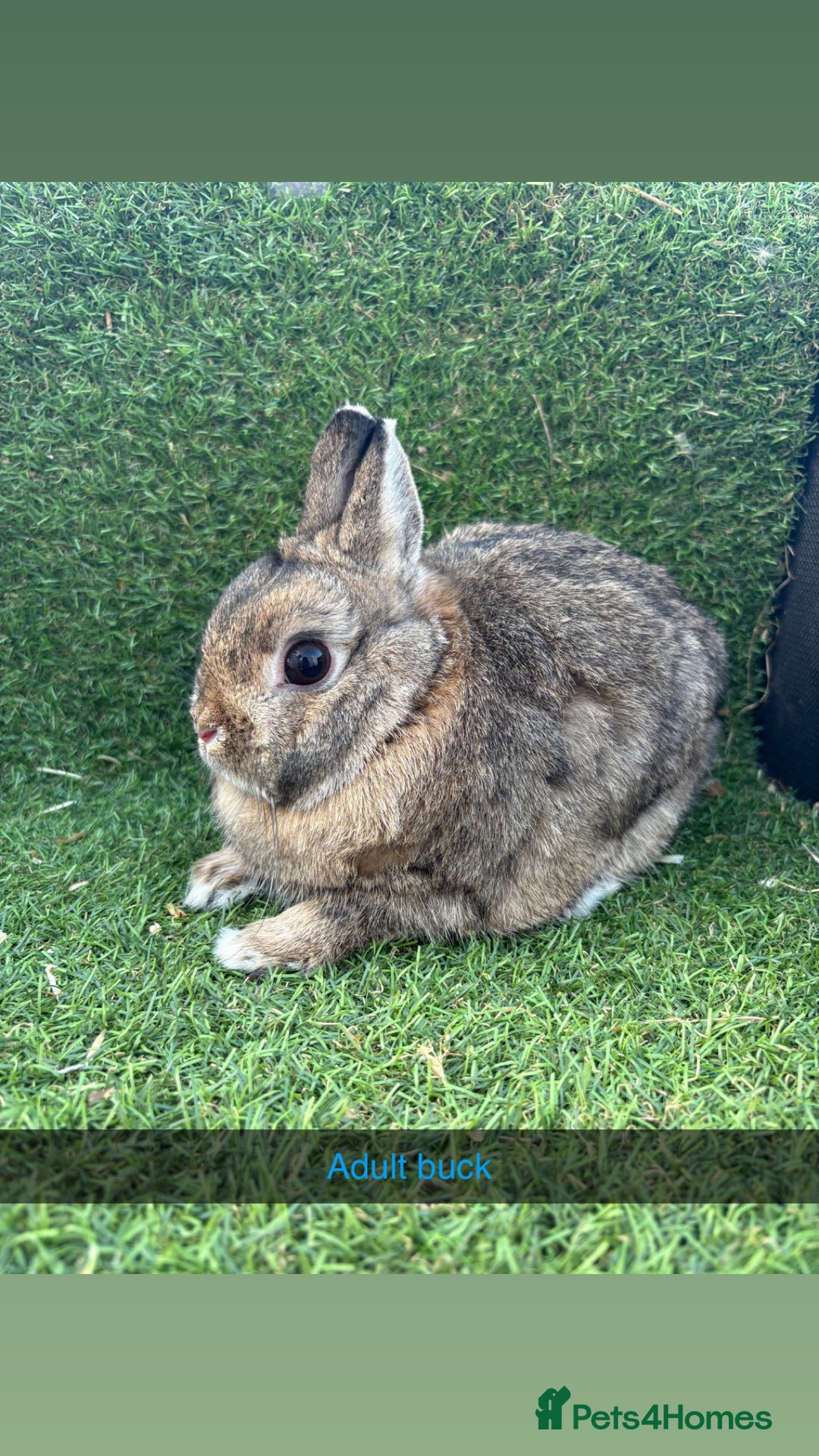 Netherland Dwarf rabbits for sale: Pure Netherland dwarfs  - Image 7