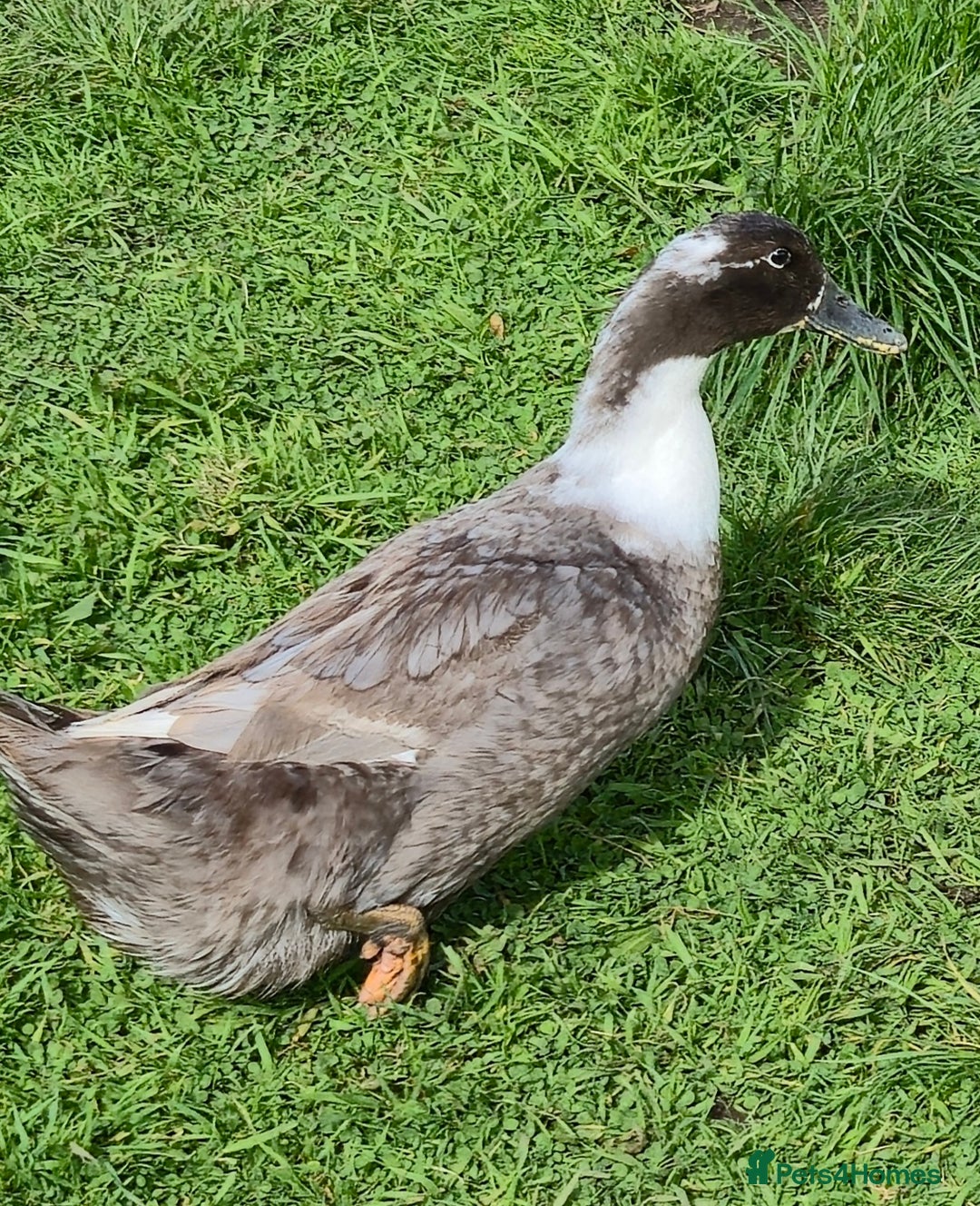 Ducks poultry for sale: Pair M/F Swedish Blue Ducks - Image 2