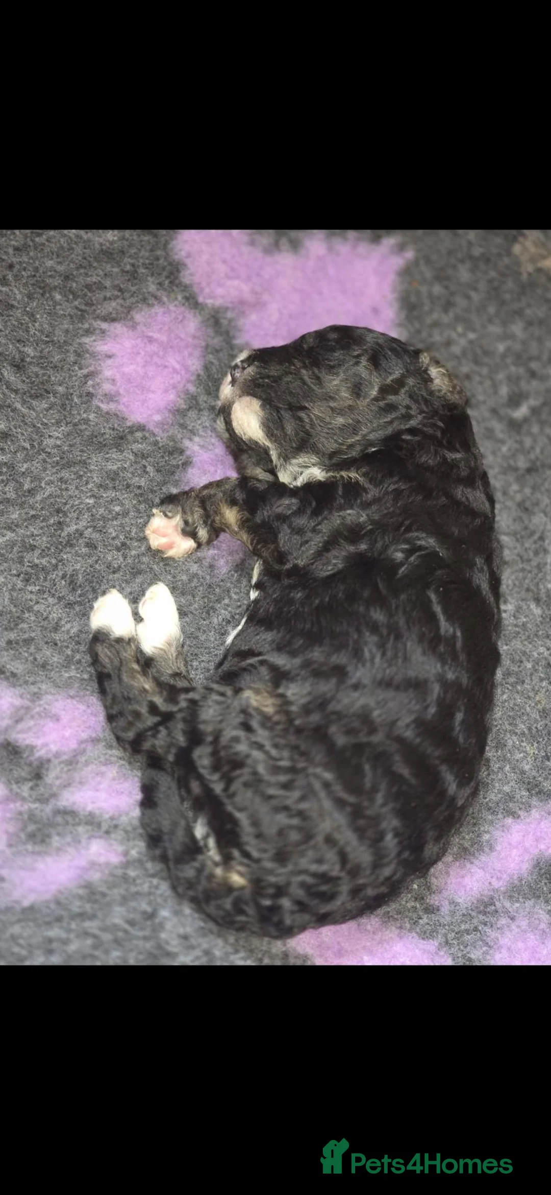 Cavapoochon dogs for sale: Cavapoochons  in Llandeilo - Advert 9