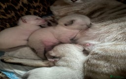Bengal cats for sale: INTRODUCING 3 ❤️❤️❤️ BEAUTIFUL FELINES  - Image 1