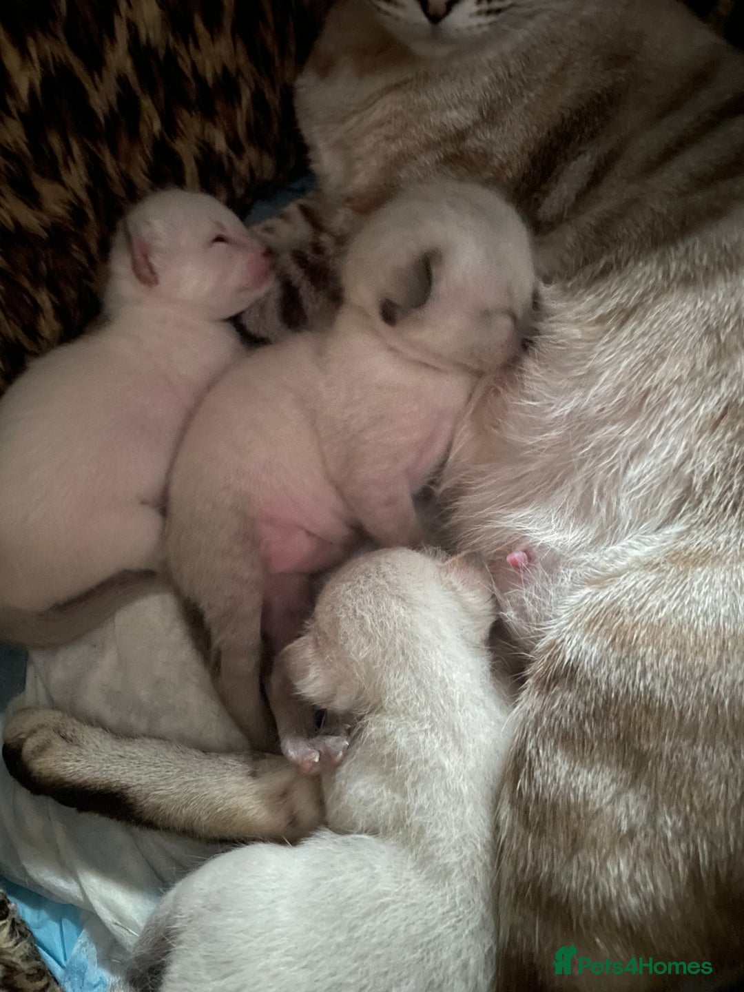 Bengal cats for sale: INTRODUCING 3 ❤️❤️❤️ BEAUTIFUL FELINES  - Image 1
