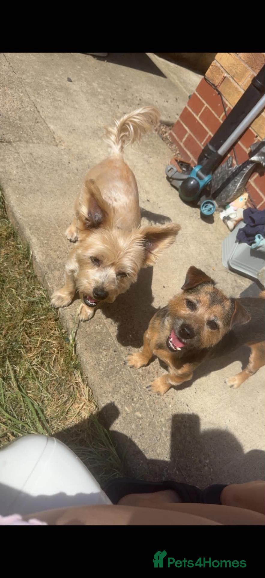 Mixed Breed dogs for sale: 1 shorkie an 1 shorkie x jack russel - Advert 2