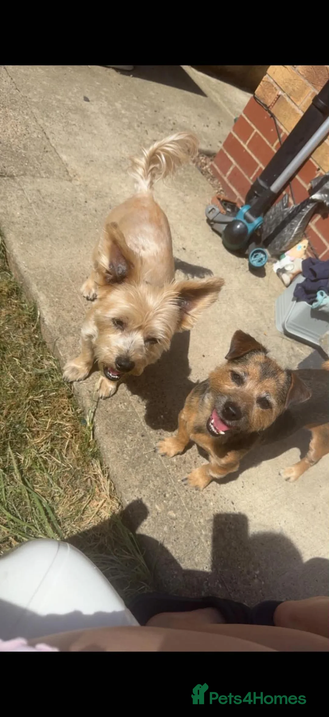 Mixed Breed dogs for sale: 1 shorkie an 1 shorkie x jack russel in Matlock - Advert 1
