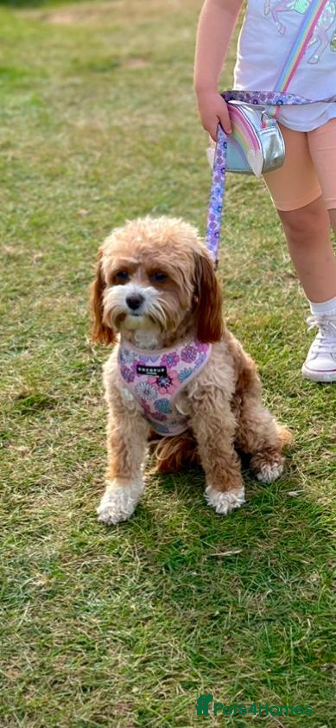 Cavapoo dogs for sale: Stunning F1b Cavapoo puppies  - Advert 16