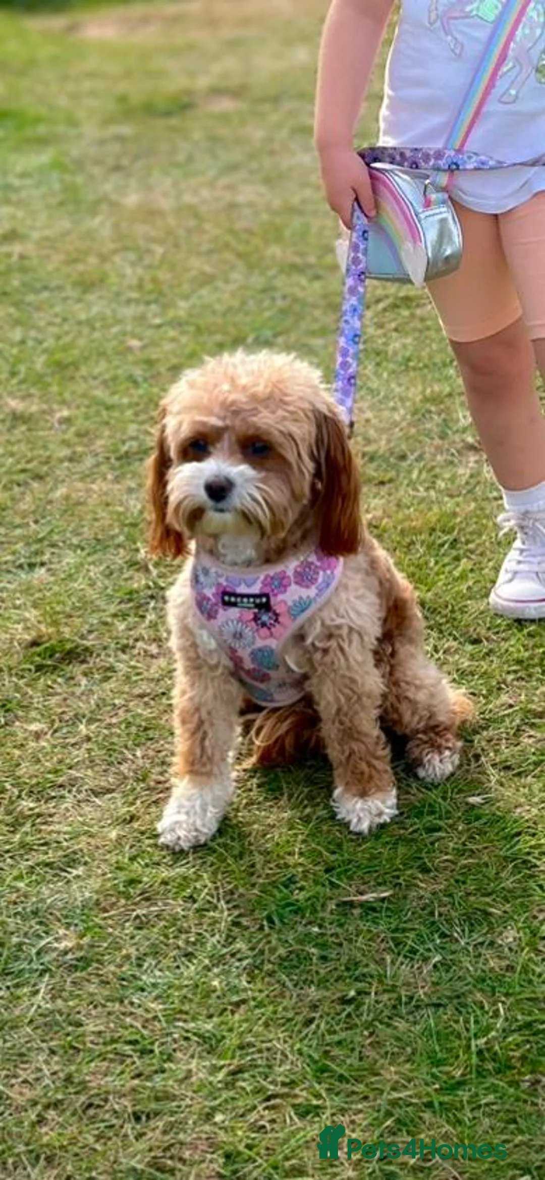 Cavapoo dogs for sale: Stunning F1b Cavapoo puppies  - Advert 20