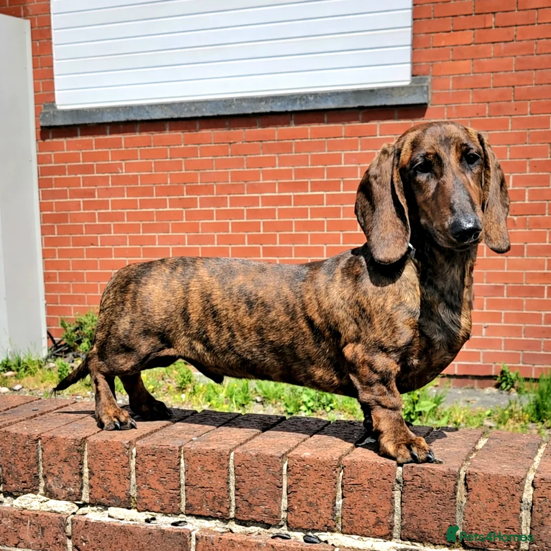 Dachshund dogs for stud: Standard dachshund  - Advert 10