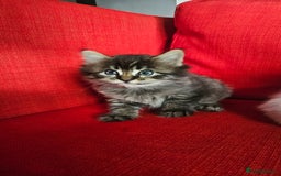 Domestic Shorthair cats for sale: Male and female  - Image 24