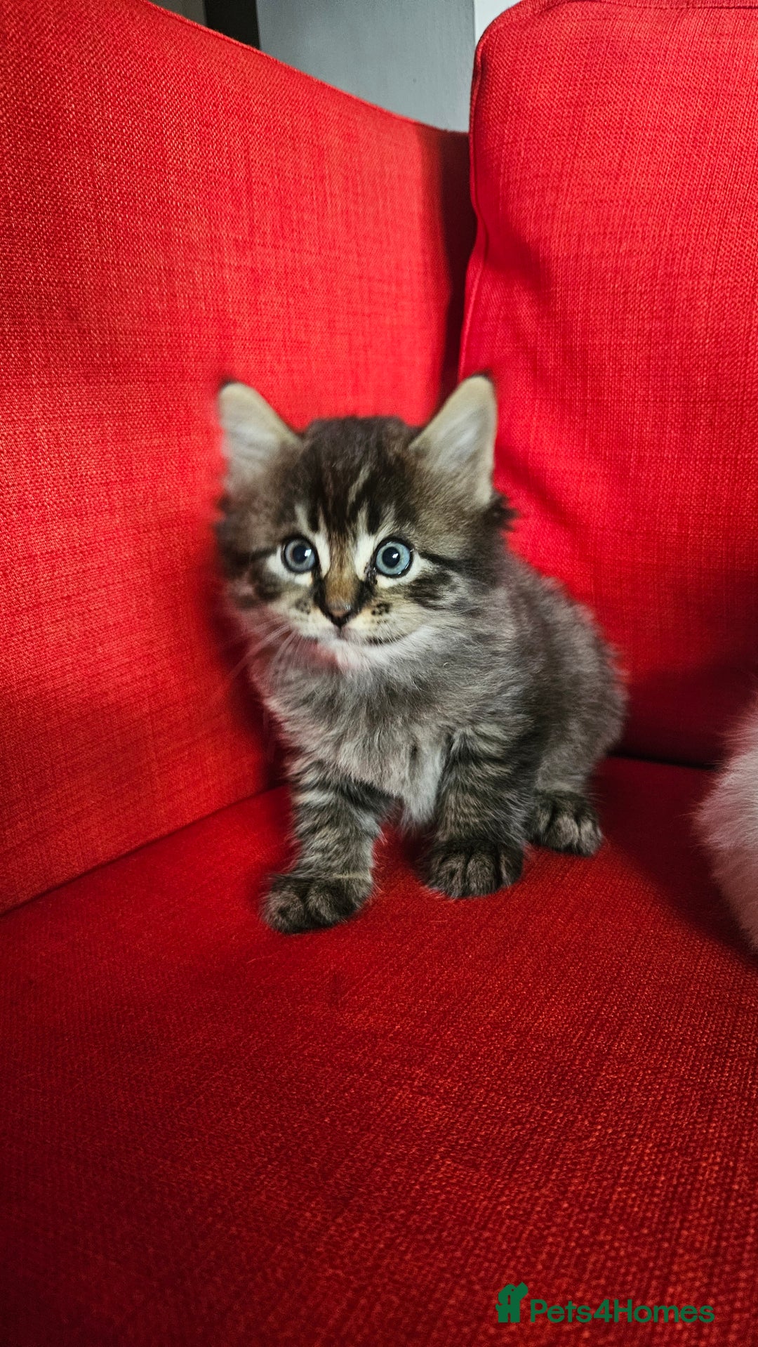 Domestic Shorthair cats for sale: Male and female  - Image 24