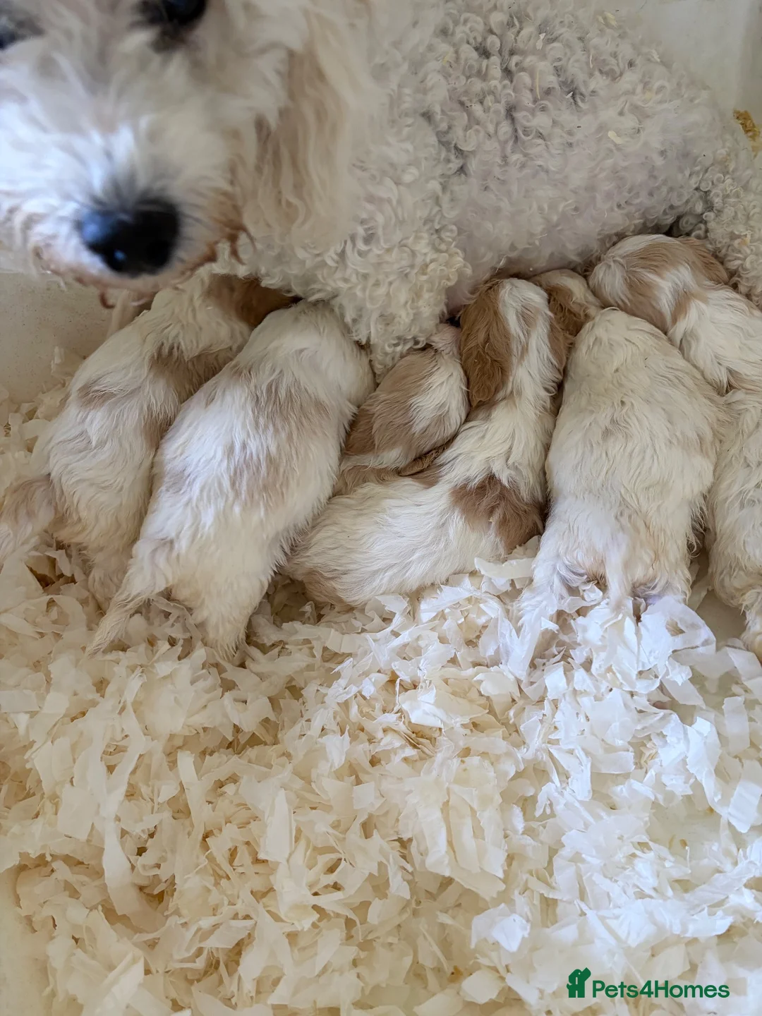 Cavachon dogs for sale: Cavashon puppies  - Advert 8