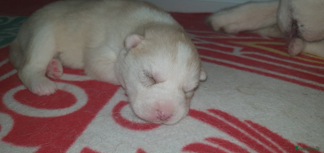 Siberian Husky dogs for sale: New Litter, experienced breeder - Advert 4