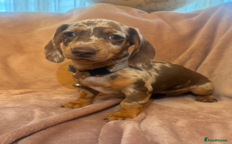 Dachshund dogs - Advert 5