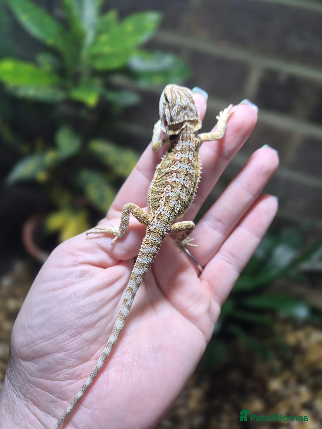 Bearded Dragon reptiles for sale:  Baby bearded dragons - Advert 3