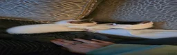 Mixed Breed cats for sale: 6 month old kittens  - Advert 5