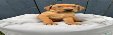 Labrador Retriever 6