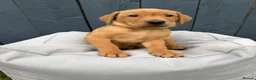 Labrador Retriever dogs for sale: KC Registered Labrador Pups, Mum/Dad Health Tested - Advert 3