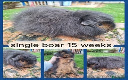 Guinea Pig rodents for sale: Gorgeous friendly boars Swiss /Minipli  - Image 2
